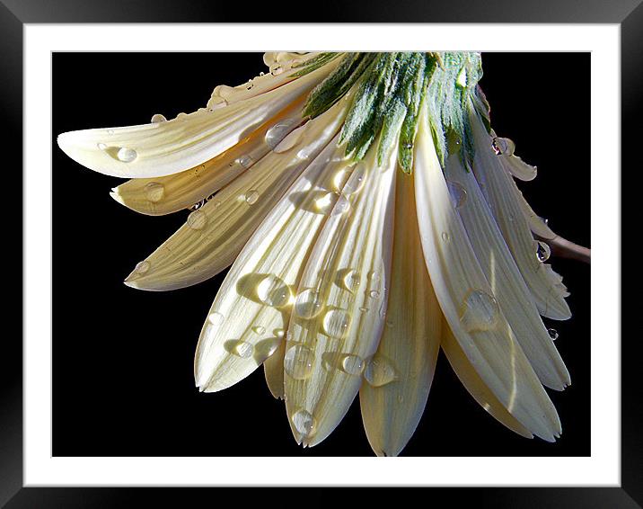 552-beautiful gerber Framed Mounted Print by elvira ladocki