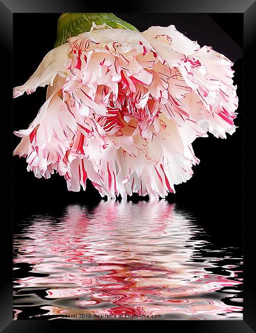 560-beautiful flower Framed Print by elvira ladocki