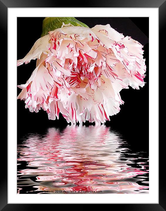 560-beautiful flower Framed Mounted Print by elvira ladocki