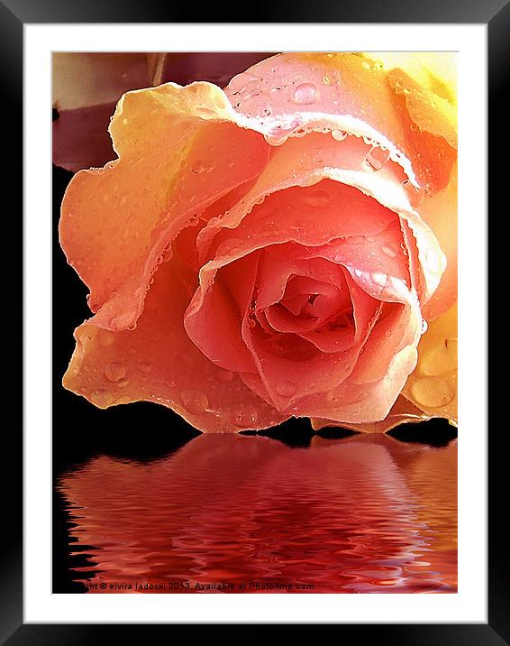 570-beautiful rose Framed Mounted Print by elvira ladocki
