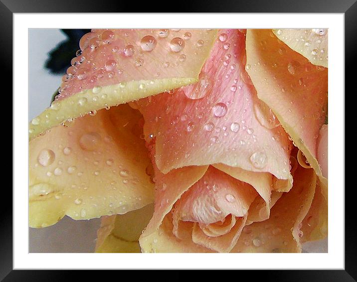 794-beautiful rose Framed Mounted Print by elvira ladocki