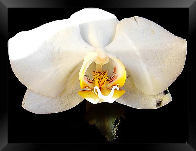 1091-beautiful orchid Framed Print by elvira ladocki
