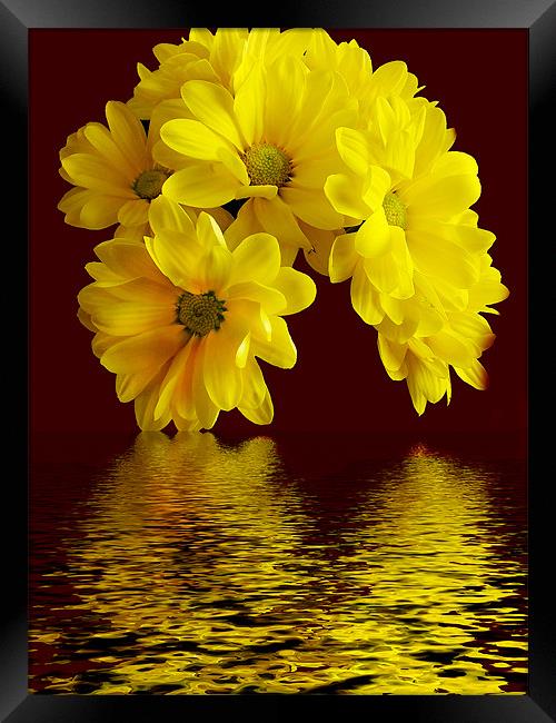 1117-flowers with the reflections Framed Print by elvira ladocki