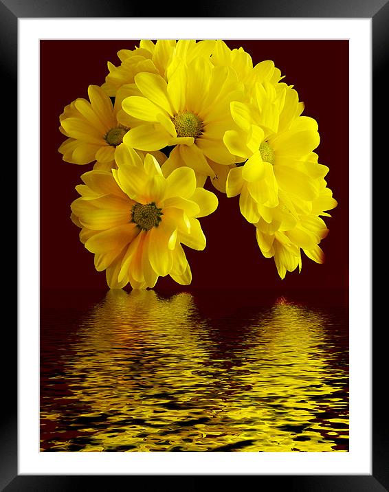 1117-flowers with the reflections Framed Mounted Print by elvira ladocki