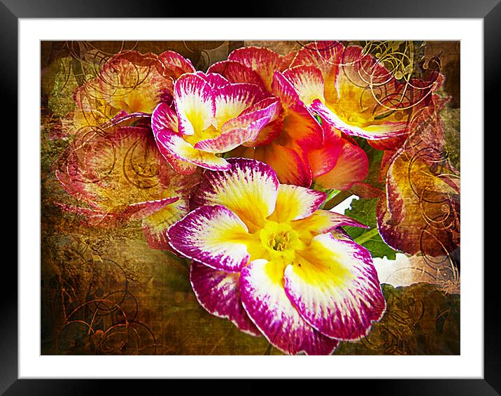 1163-beauty flowers Framed Mounted Print by elvira ladocki