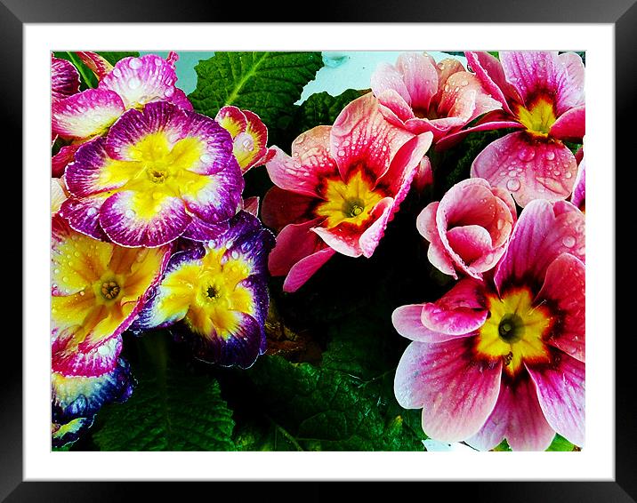 1177-spring flowers Framed Mounted Print by elvira ladocki