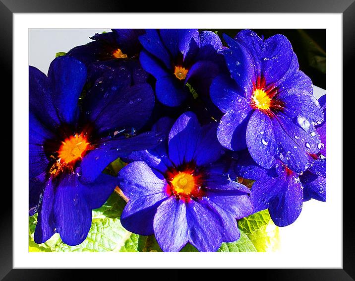 1180-blue flower Framed Mounted Print by elvira ladocki