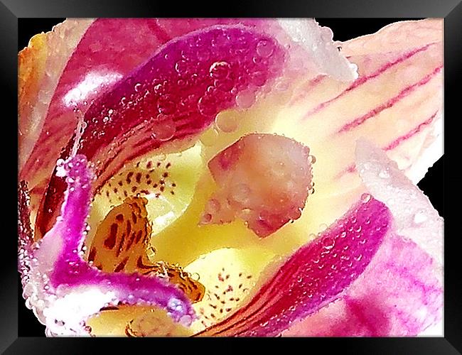 1198-beauty orchid Framed Print by elvira ladocki