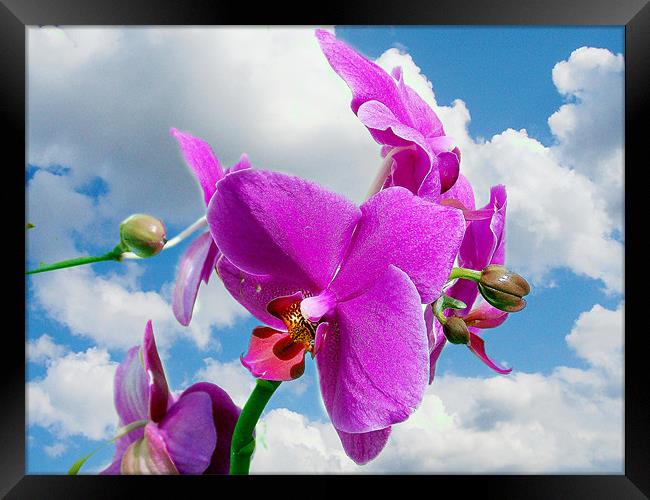 orchid in the clouds Framed Print by elvira ladocki