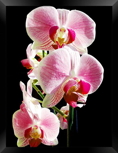 beautiful orchid Framed Print by elvira ladocki