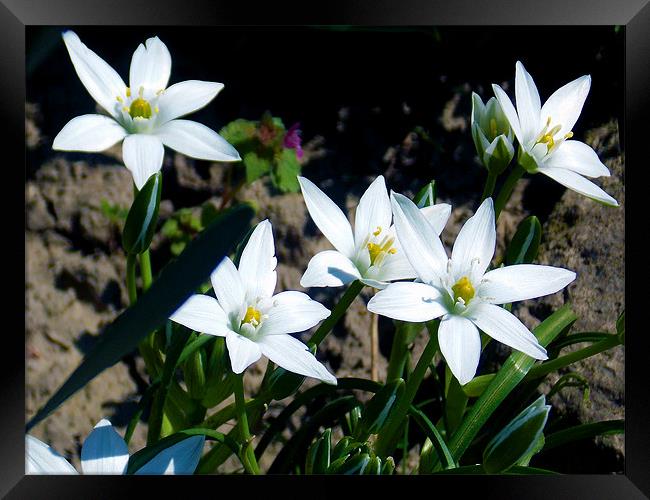 1498-white flowers Framed Print by elvira ladocki