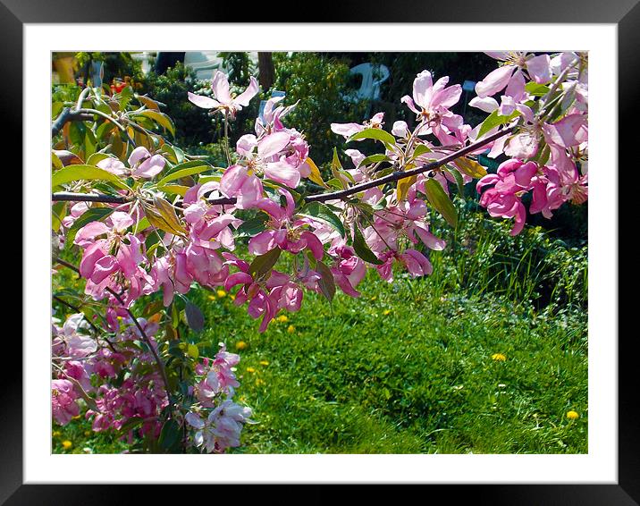 1538-flowers tree Framed Mounted Print by elvira ladocki