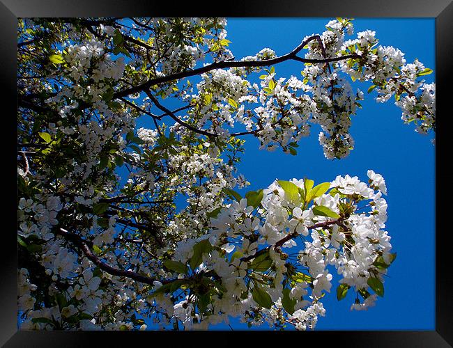 1141-flowers tree Framed Print by elvira ladocki