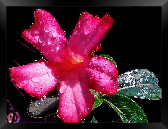 1660-beauty adenium Framed Print by elvira ladocki