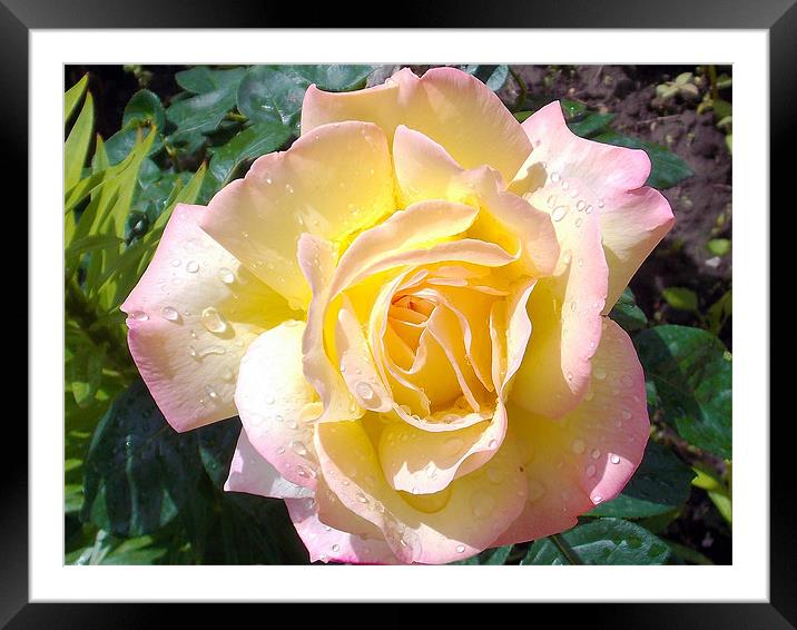 beautiful rose Framed Mounted Print by elvira ladocki