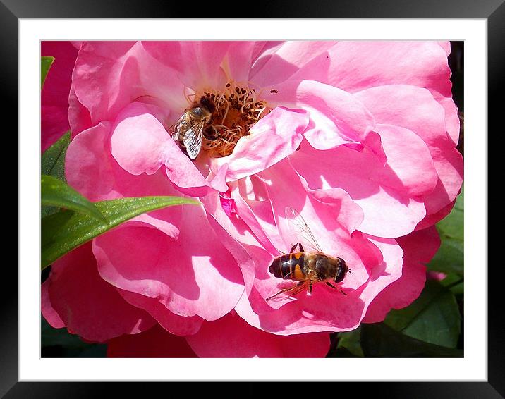 1693-insects on the rose Framed Mounted Print by elvira ladocki