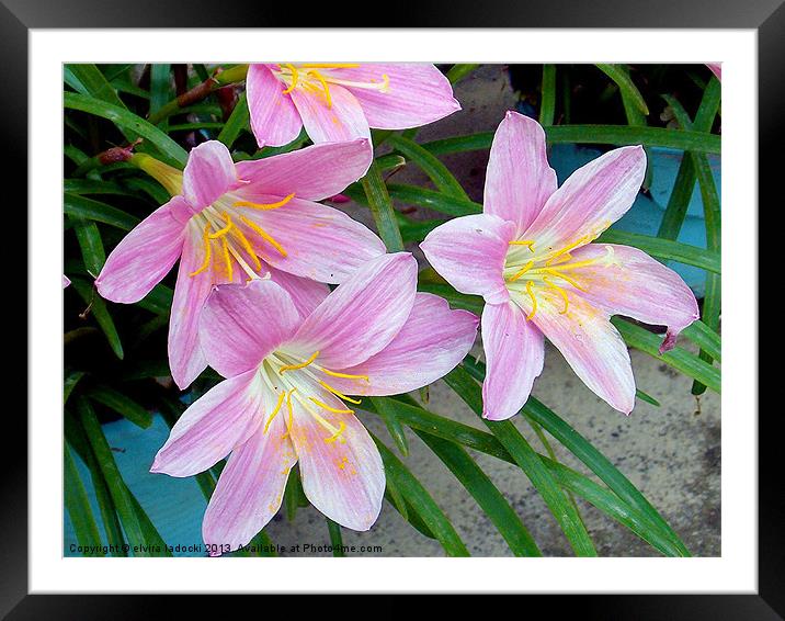 1768-pink flowers Framed Mounted Print by elvira ladocki