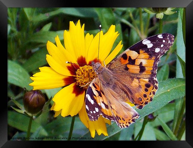 1788-butterfly on flower Framed Print by elvira ladocki