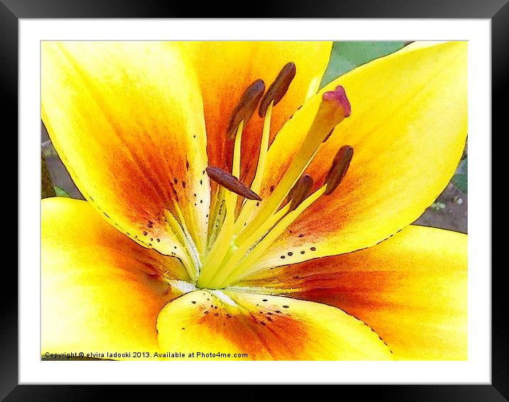 1802-yellow lily Framed Mounted Print by elvira ladocki