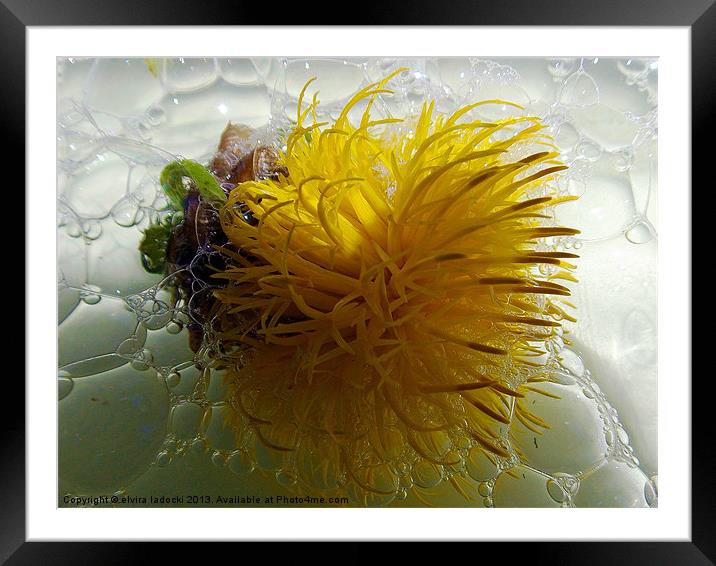 yellow flower Framed Mounted Print by elvira ladocki