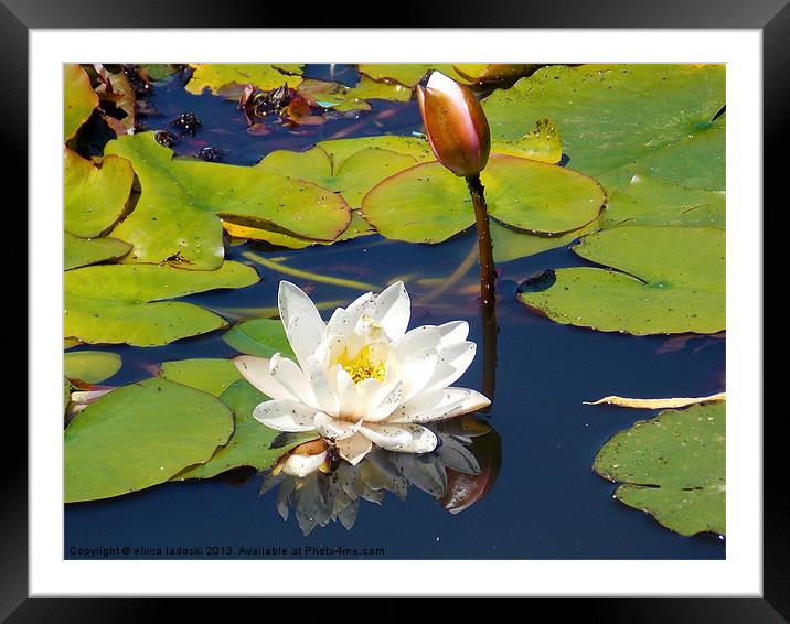 nice waterlily Framed Mounted Print by elvira ladocki