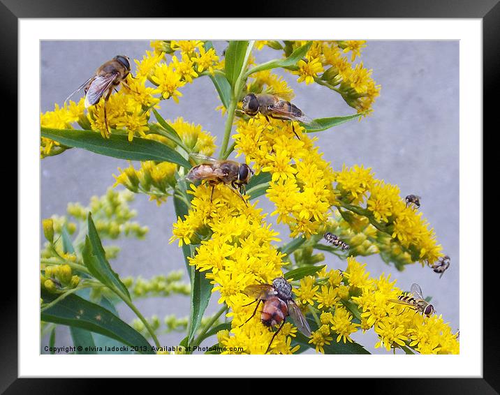 1890-insects on the flowers Framed Mounted Print by elvira ladocki