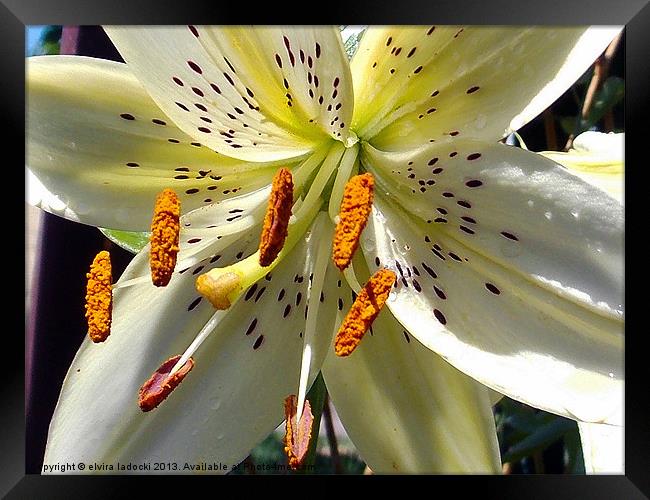 1900-lily close up Framed Print by elvira ladocki