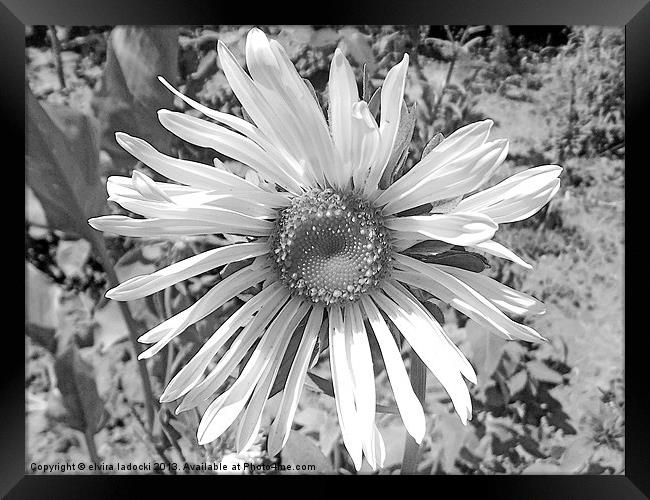 black and white flower Framed Print by elvira ladocki
