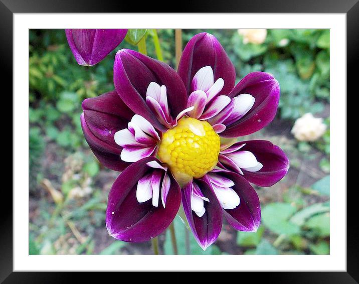 1902-beauty dahlia Framed Mounted Print by elvira ladocki