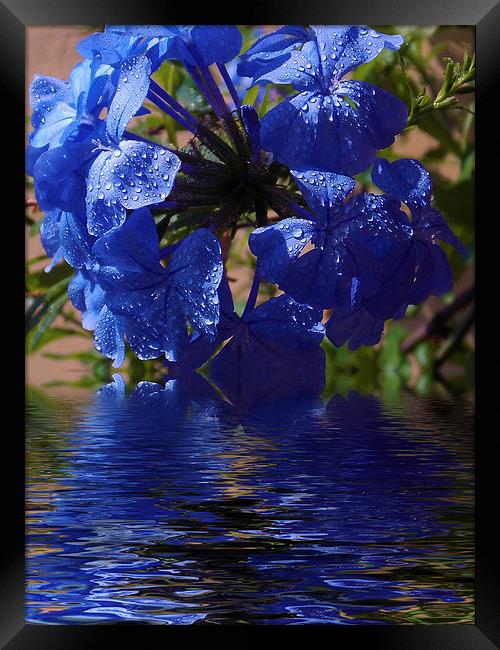 1929-blue plumbago Framed Print by elvira ladocki