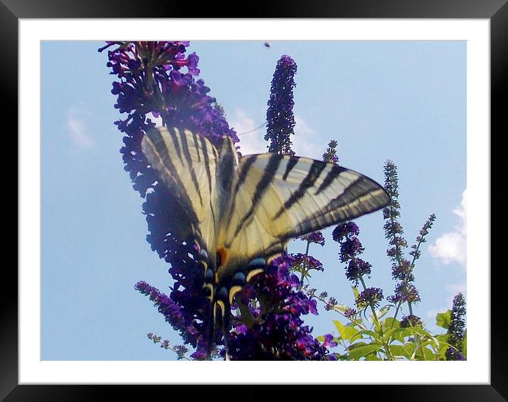 BUTTERFLY ON THE FLOWER Framed Mounted Print by elvira ladocki