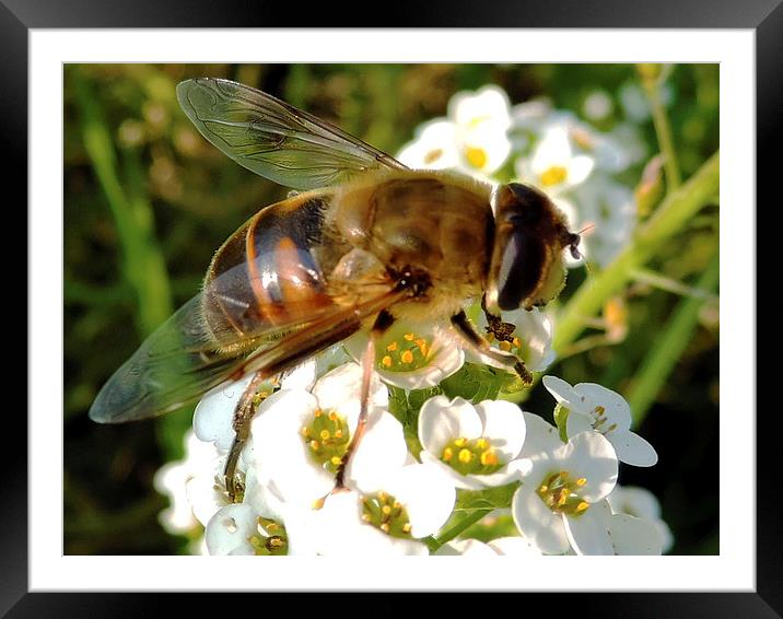 2162-bee on the flowers Framed Mounted Print by elvira ladocki