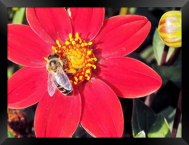 2164-insect on the dahlia Framed Print by elvira ladocki