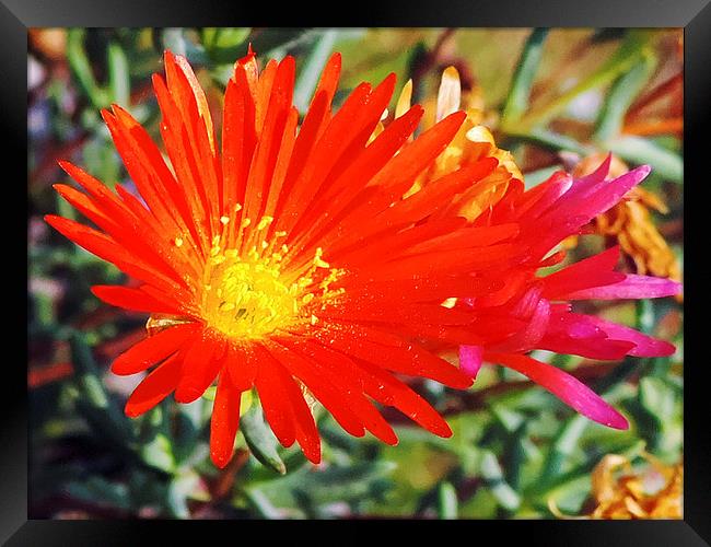 red flowers Framed Print by elvira ladocki