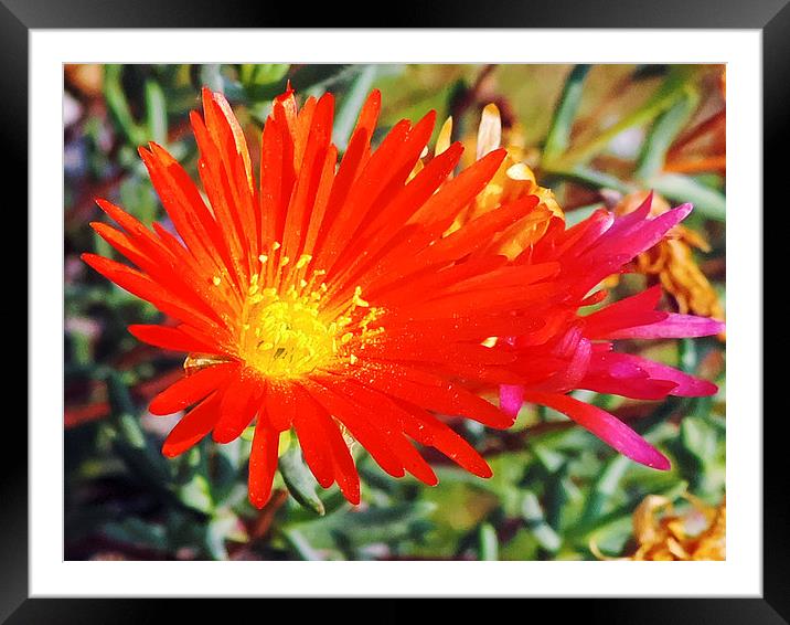 red flowers Framed Mounted Print by elvira ladocki