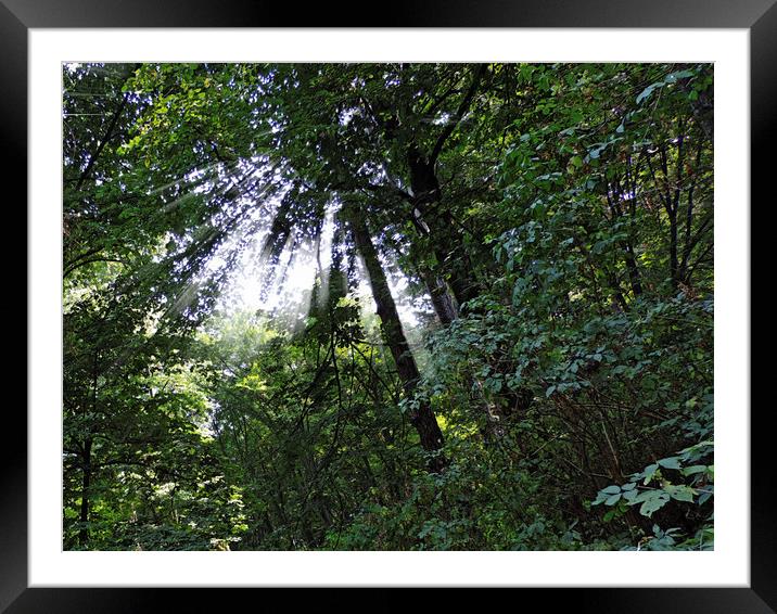 2180-sunlight in the forest Framed Mounted Print by elvira ladocki