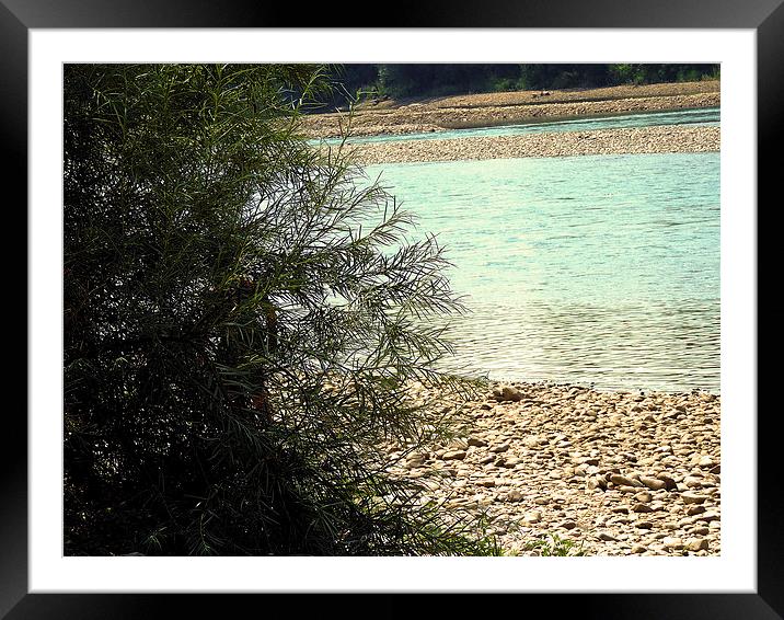 2192-tree on the bank Framed Mounted Print by elvira ladocki