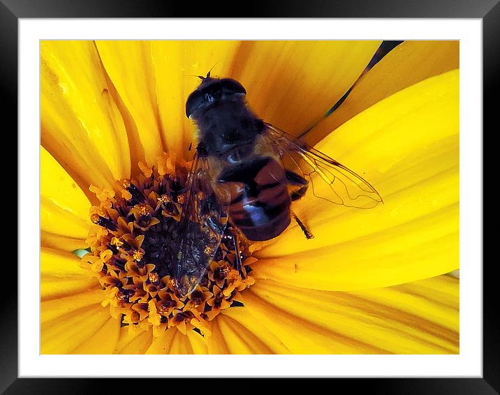 2225-insect on the flower Framed Mounted Print by elvira ladocki