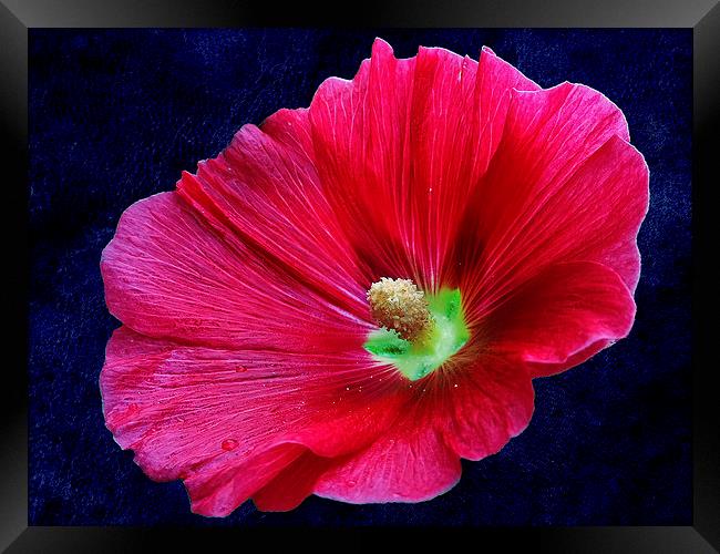 2228-*red flower Framed Print by elvira ladocki