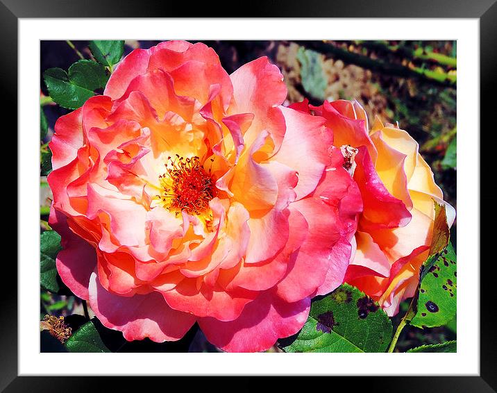 2243-beauty rose Framed Mounted Print by elvira ladocki