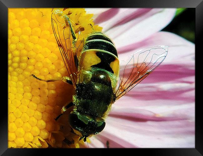 2279-insect on flower Framed Print by elvira ladocki