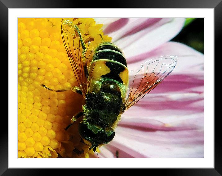 2279-insect on flower Framed Mounted Print by elvira ladocki