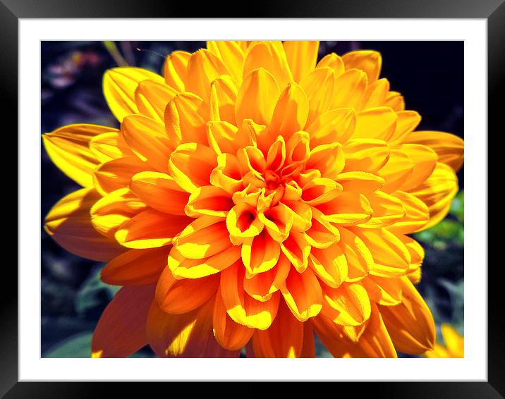 2314-yellow dahlia Framed Mounted Print by elvira ladocki