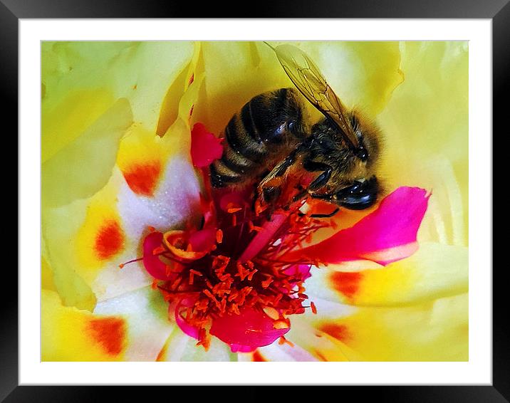 BEE ON FLOWER Framed Mounted Print by elvira ladocki