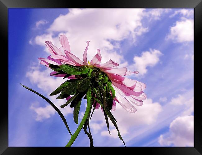 2335-pink flower Framed Print by elvira ladocki