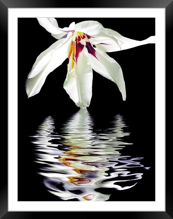 2340-white flower Framed Mounted Print by elvira ladocki