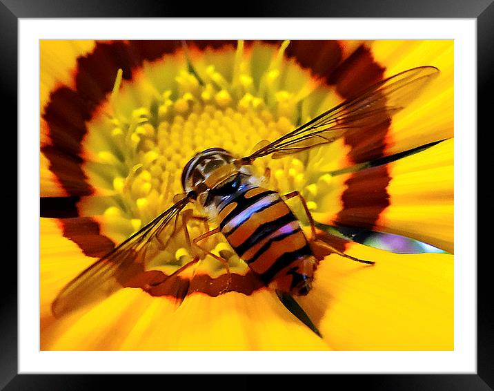 2376-insect on gerber Framed Mounted Print by elvira ladocki