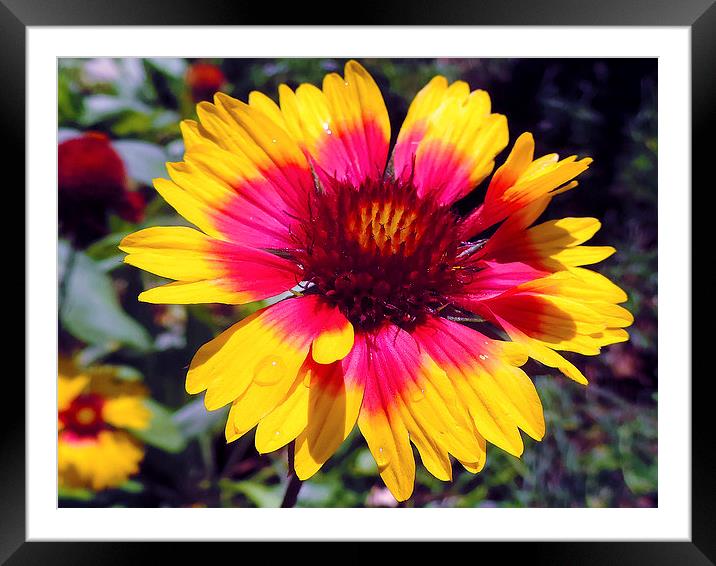 summer flower Framed Mounted Print by elvira ladocki