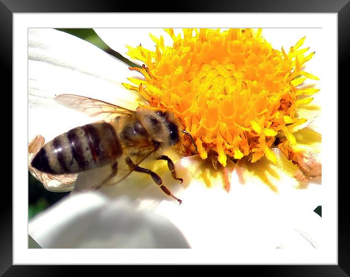 2467-bee on dahlia Framed Mounted Print by elvira ladocki