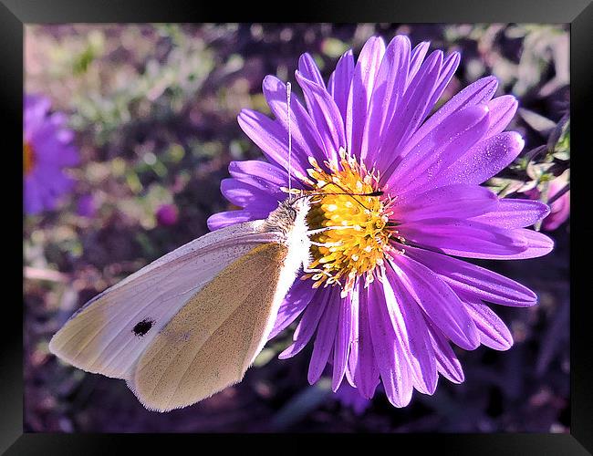 nice butterfly Framed Print by elvira ladocki